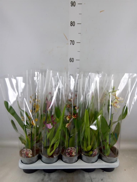 <h4>Cambria   ...mix</h4>