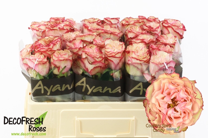 <h4>R Gr Country Candy Ayana</h4>