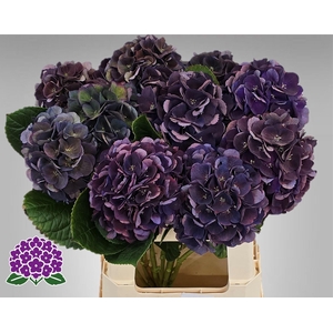 HYDR M ROYAL KING CL