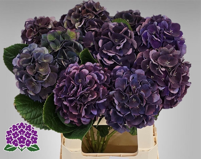 <h4>HYDR M ROYAL KING CL</h4>