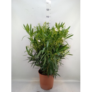 Nerium oleander   ...