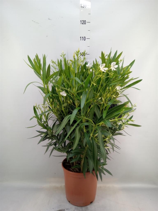 <h4>Nerium oleander   ...</h4>