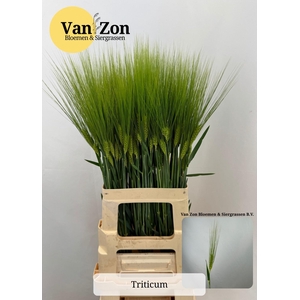 TRITICUM AESTIVUM