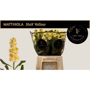 MATTH STOX YELLOW