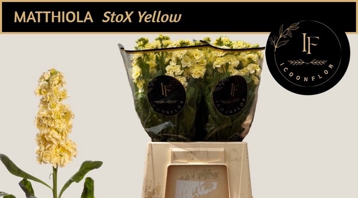 <h4>MATTH STOX YELLOW</h4>