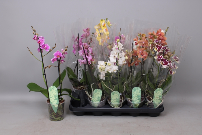 <h4>PHAL MF GEM 6 KL</h4>