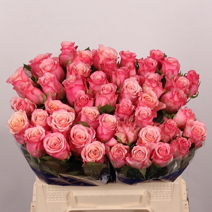 <h4>R GR RAMONDA</h4>