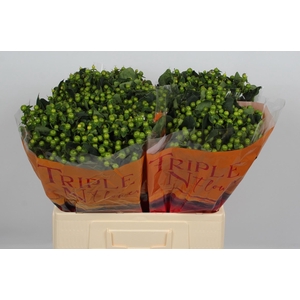 HYP MAG GREEN REVIVA