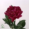 PAEONIA LOUIS VAN HOUTTE