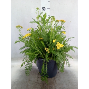 Achillea millef.