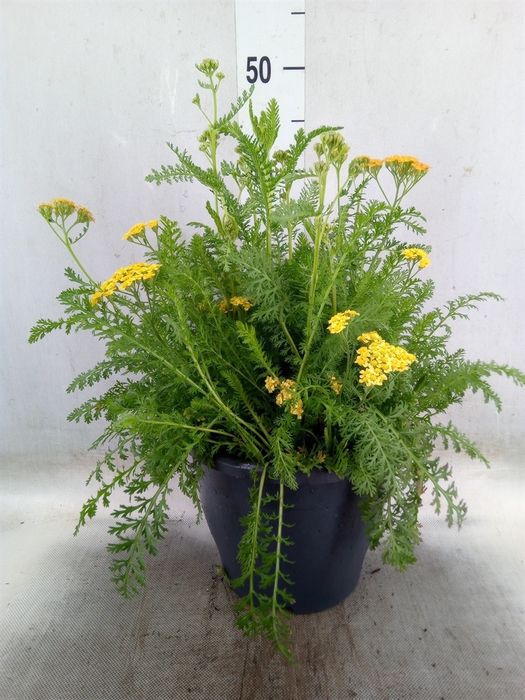 <h4>Achillea millef.</h4>