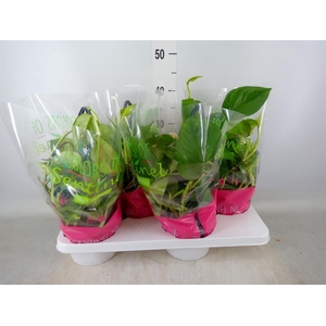 Epipremnum pinn. 'Global Green'