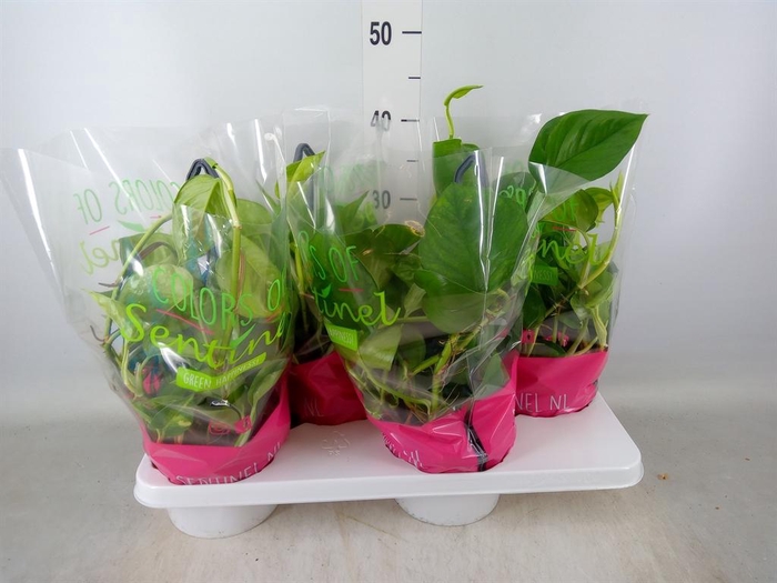 <h4>Epipremnum pinn. 'Global Green'</h4>