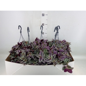 Tradescantia zebr. 'Purpusii'