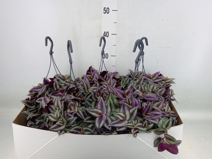 <h4>Tradescantia zebr. 'Purpusii'</h4>