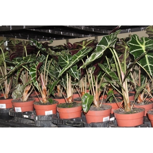 ALOCASIA POLLY P12