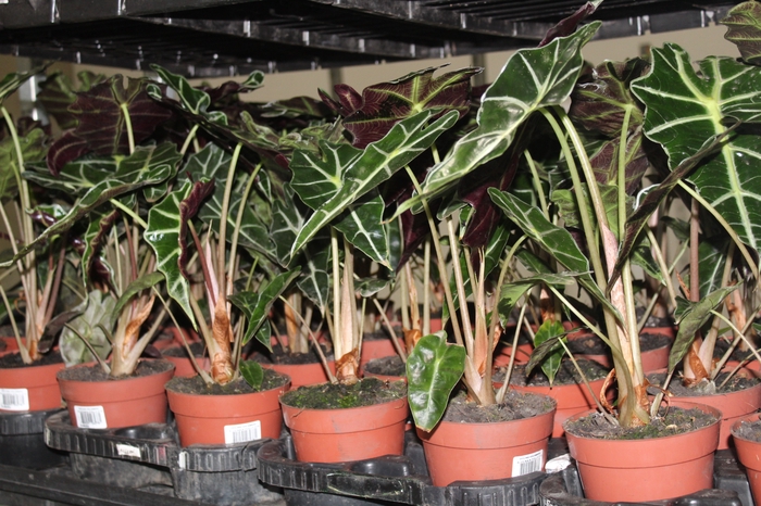 <h4>ALOCASIA POLLY P12</h4>