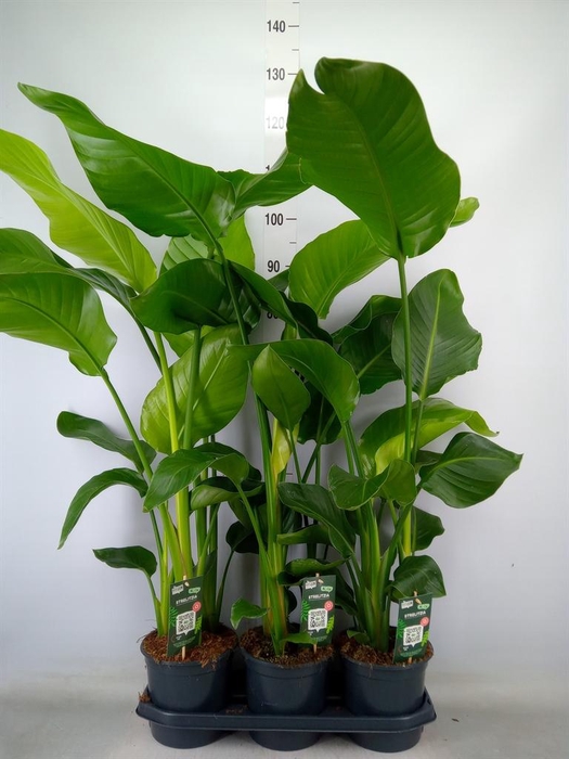 <h4>Strelitzia nicolai</h4>