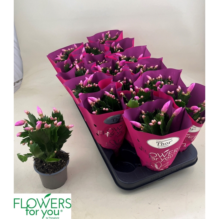 <h4>SCHLUMB GEM 3 KL</h4>