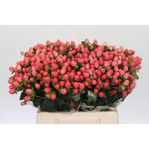 Hypericum Sweet Romance