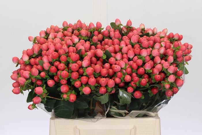 Hypericum Sweet Romance