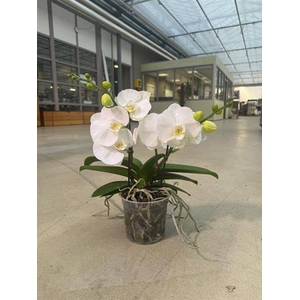 PHAL OPTI BIG50 WHITE 2 SPIKE P15