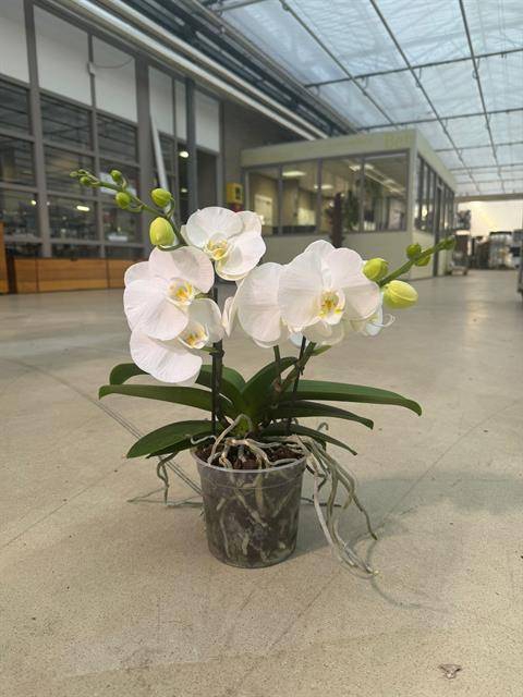 <h4>PHAL OPTI BIG50 WHITE 2 SPIKE P15</h4>