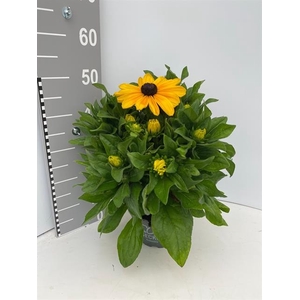 Rudbeckia hirta Sunbeckia 21Ø 60cm