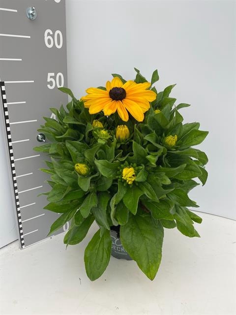 Rudbeckia hirta Sunbeckia 21Ø 60cm