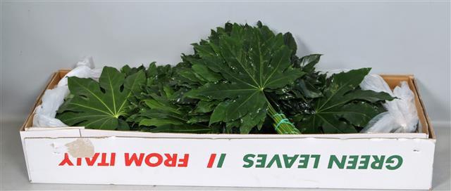FATSIA JAPONICA BLAD