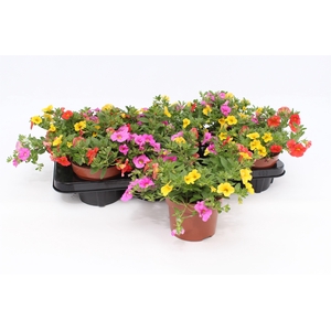 Calibrachoa Trio 'Candy House' orange-gelb-pink
