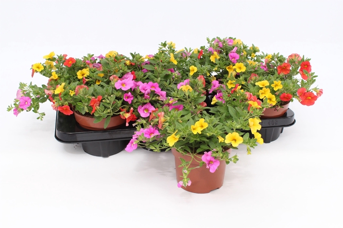 <h4>Calibrachoa Trio 'Candy House' orange-gelb-pink</h4>