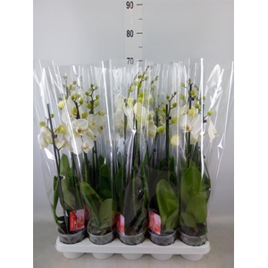 Phalaenopsis   ...white