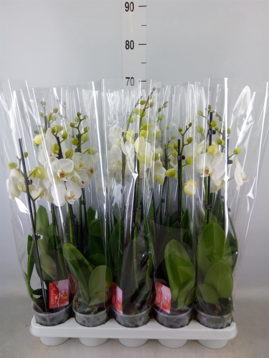 <h4>Phalaenopsis   ...white</h4>