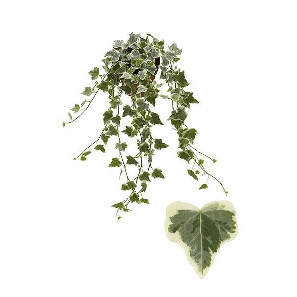<h4>Hedera helix 'White Wonder'</h4>
