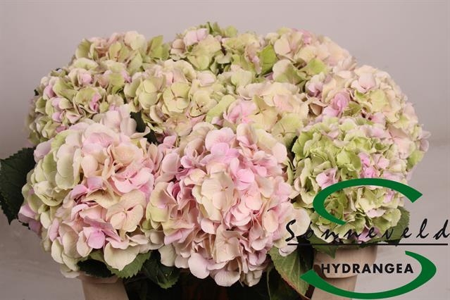<h4>HYDR M CH VERENA CL</h4>