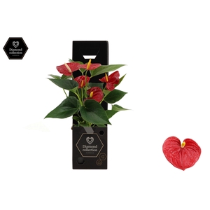 Anthurium 9 cm Diamond Red in Diamond giftbox