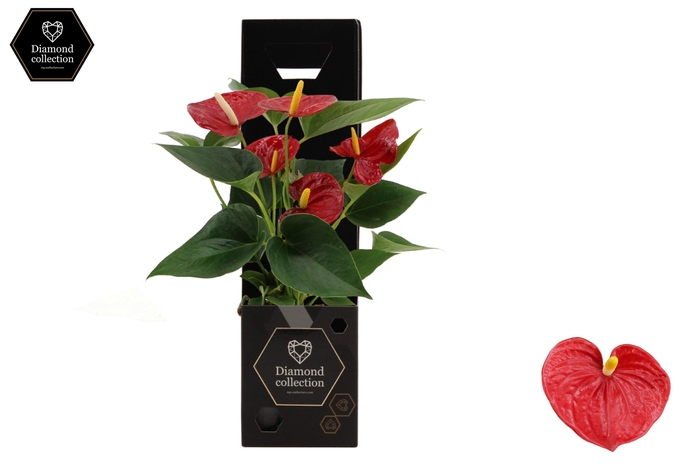 <h4>Anthurium 9 cm Diamond Red in Diamond giftbox</h4>