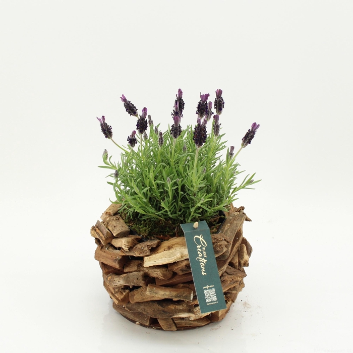 <h4>ARR TUINPLANTEN</h4>