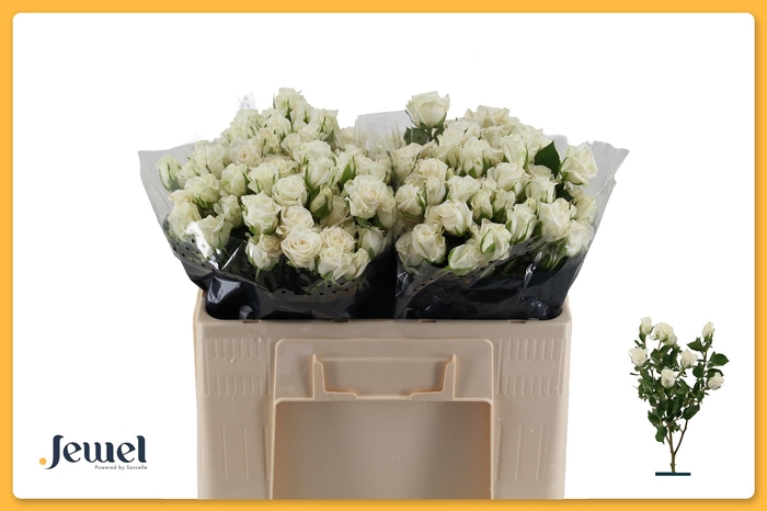 <h4>R TR JALITAH</h4>