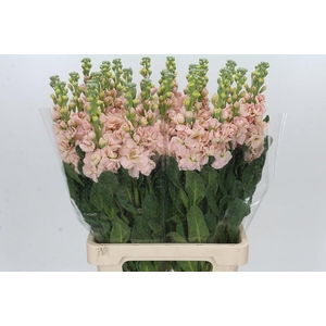 Matthiola Iron Apricot