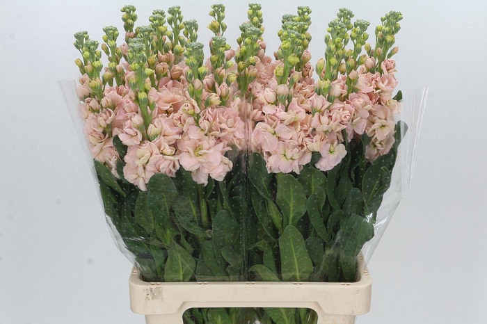 <h4>Matthiola Iron Apricot</h4>