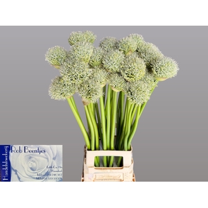 ALLIUM WHITE GIANT