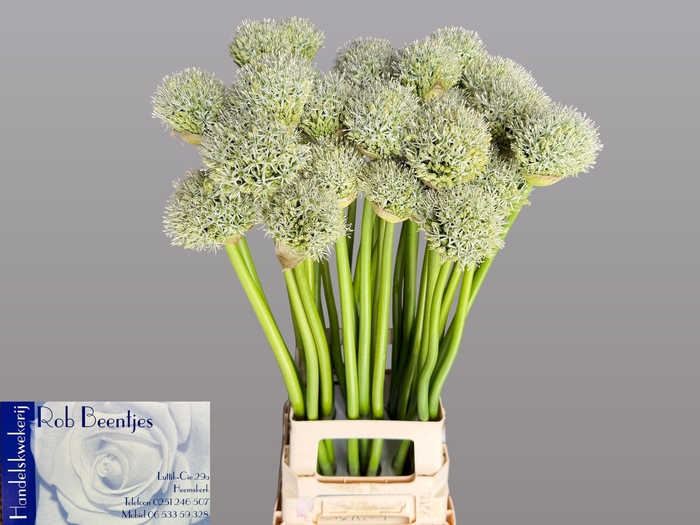 <h4>ALLIUM WHITE GIANT</h4>