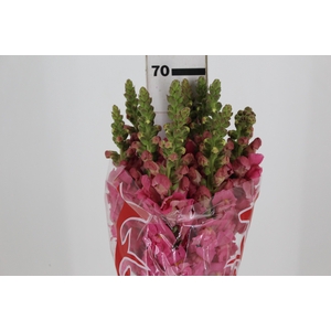 B. DE L MONACO ROSE 070 CM