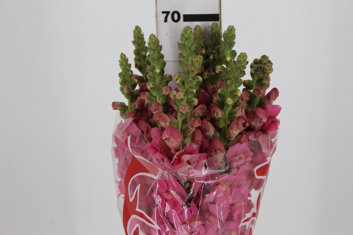 <h4>B. DE L MONACO ROSE 070 CM</h4>