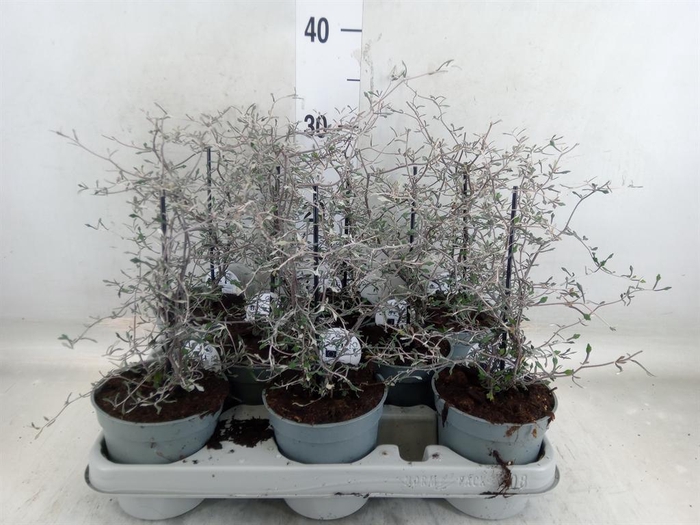 <h4>Corokia cotoneaster</h4>