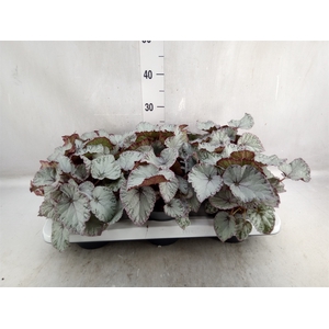 Begonia BD 'Hawaiian Silver'