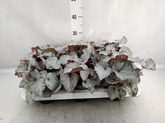 Begonia BD 'Hawaiian Silver'