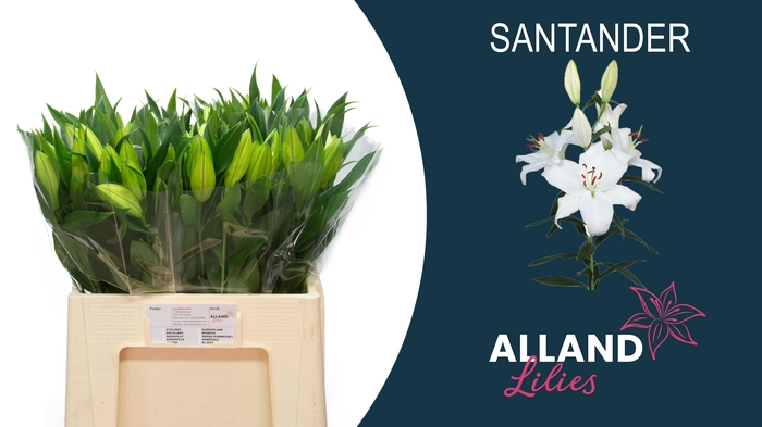 <h4>LI OR SANTANDER</h4>